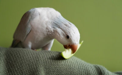 Cómo saber si un pájaro se está muriendo