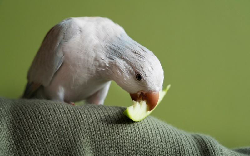 Cómo saber si un pájaro se está muriendo