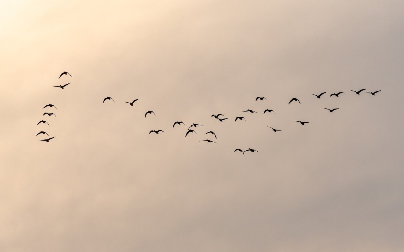 Los pájaros saben volver a casa